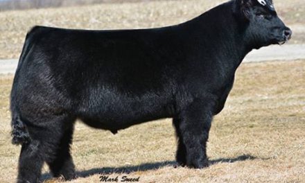 Simmental Semen For Sale:  SB10-2158