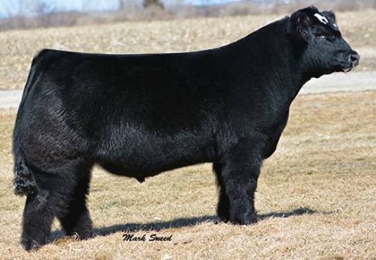 Simmental Semen For Sale:  SB10-2158