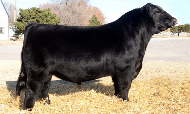 Simmental Semen For Sale:  SB1-2150