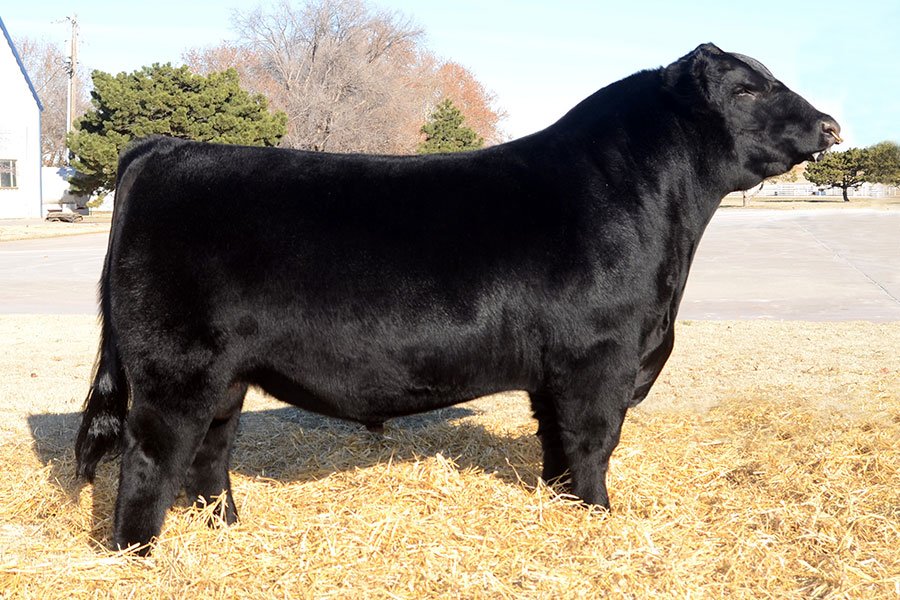 Simmental Semen For Sale: SB1-2150