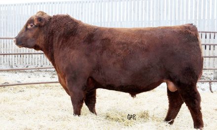 Red Angus Semen For Sale: SB10-1422