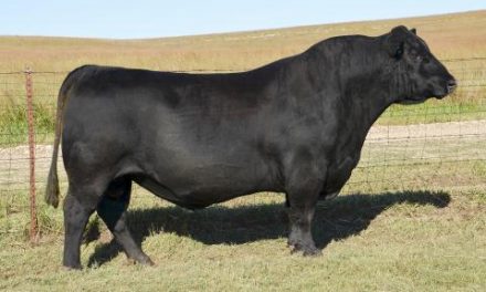 Angus Semen For Sale:  SB10-2145