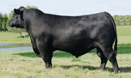 Angus Semen For Sale:  SB10-2155