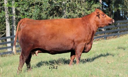 Red Angus Embryos For Sale:  SB10-2142