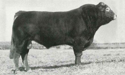 Limousin Semen For Sale:  SB10-2689