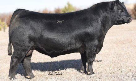 Angus Semen For Sale:  SB1-2127