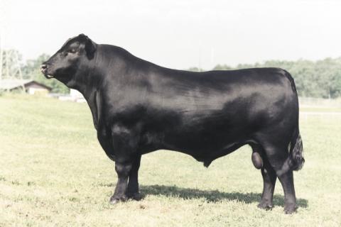 Angus Semen For Sale:  SB10-2138
