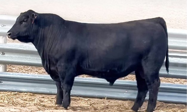 Angus Semen For Sale:  SB10-2422