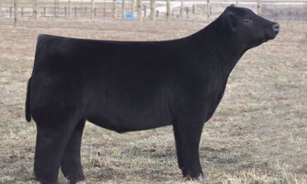 Club Calf Semen For Sale:  SB10-2162