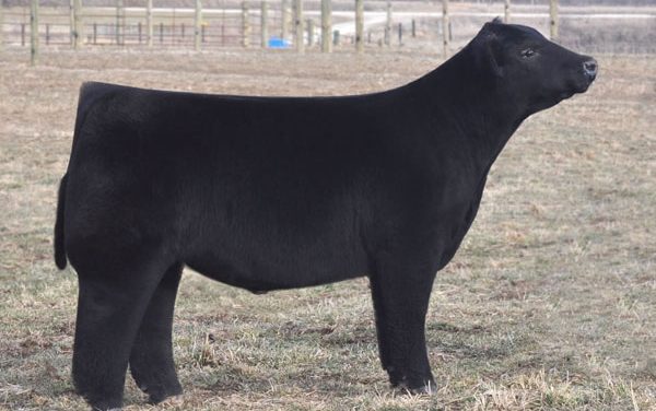 Club Calf Semen For Sale:  SB10-2162