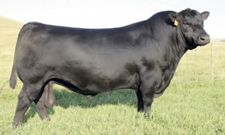 Angus Semen For Sale:  SB10-2151