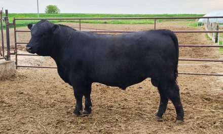 Angus Yearling Bull For Sale: SB10-2172