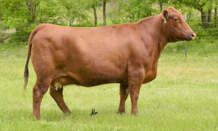 Red Angus Embryos For Sale:  SB10-2093