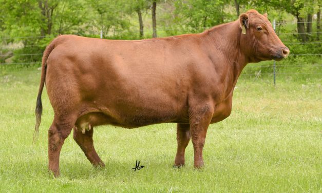 Red Angus Embryos For Sale:  SB10-2093