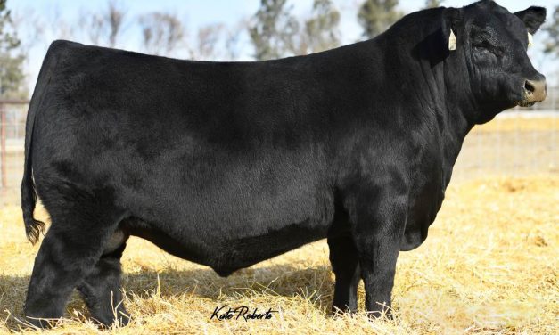 Angus Semen For Sale:  SB10-2184