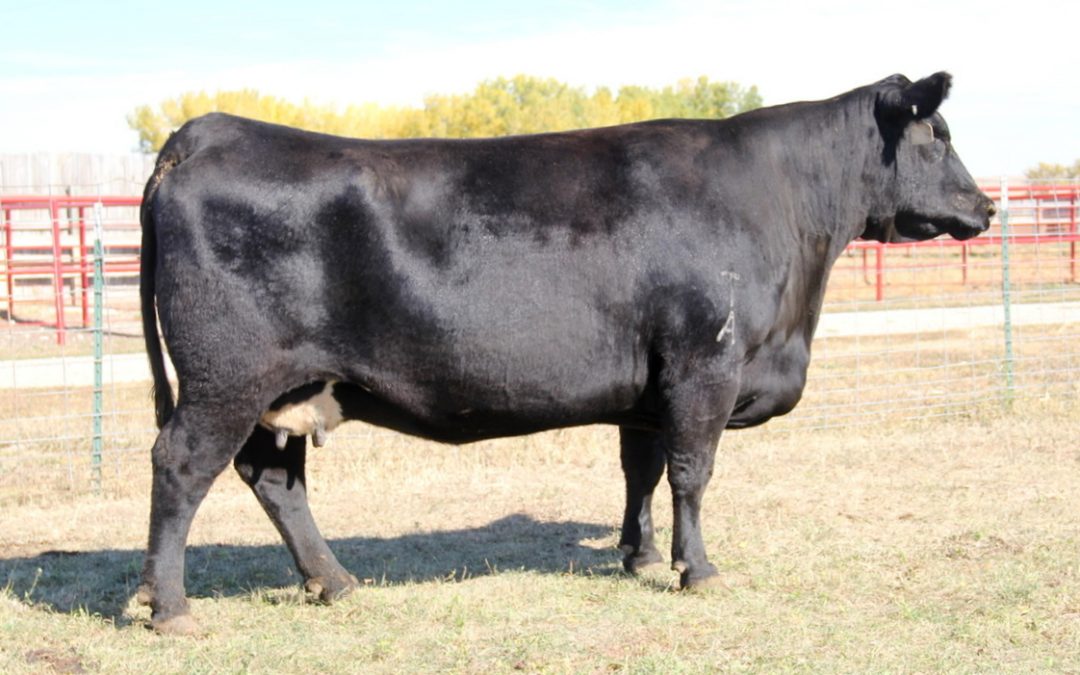 Angus Embryos For Sale:  SB10-2197
