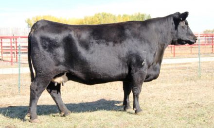 Angus Embryos For Sale:  SB10-2197