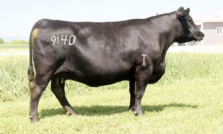 Angus Embryos For Sale:  SB10-2198