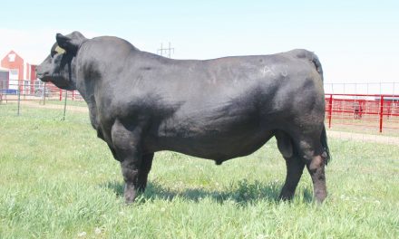 Angus Semen For Sale:  SB10-2202