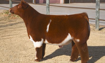 Club Calf Semen For Sale:  SB10-2176