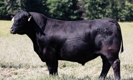 Angus Embryos For Sale:  SB10-2187