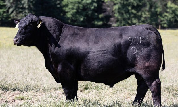 Angus Embryos For Sale:  SB10-2187