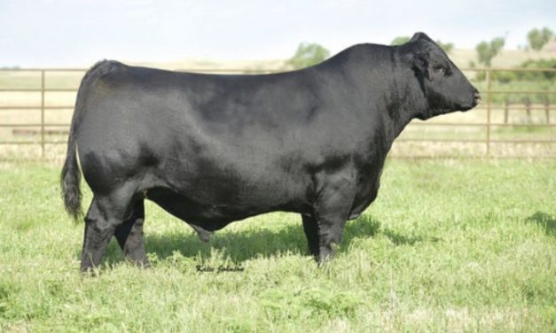 Simmental Semen For Sale:  SB10-2181