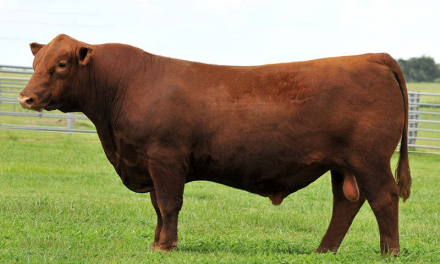Red Angus Semen For Sale:  SB10-2610