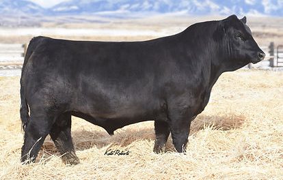 Simmental Semen For Sale:  SB10-2190