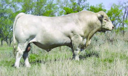 Charolais Semen For Sale:  SB10-2196