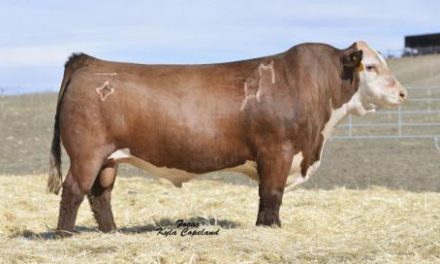 Hereford Semen For Sale:  SB10-2191