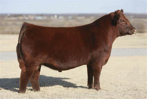 Red Angus Semen For Sale:  SB10-3318