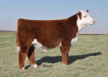 Hereford Semen For Sale:  SB10-2174