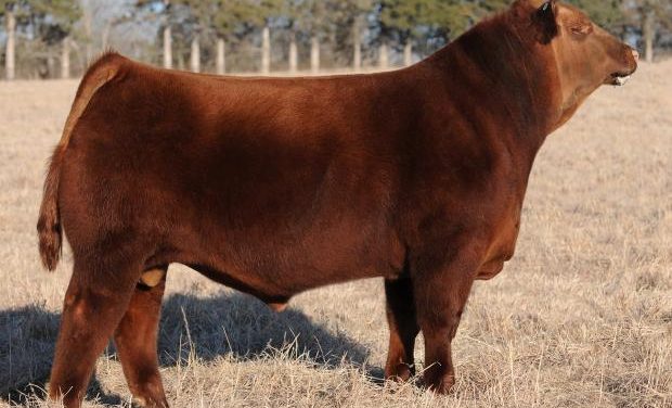 Red Angus Semen For Sale:  SB10-2195