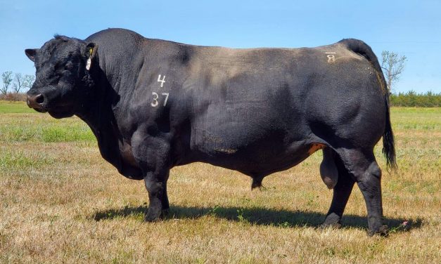 Angus Semen For Sale:  SB10-2183