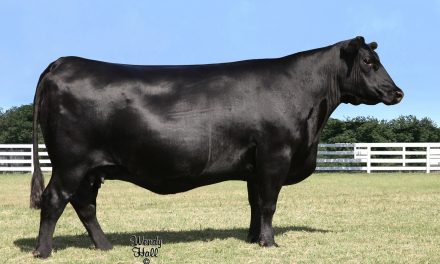 Angus Embryos For Sale:  SB10-2182