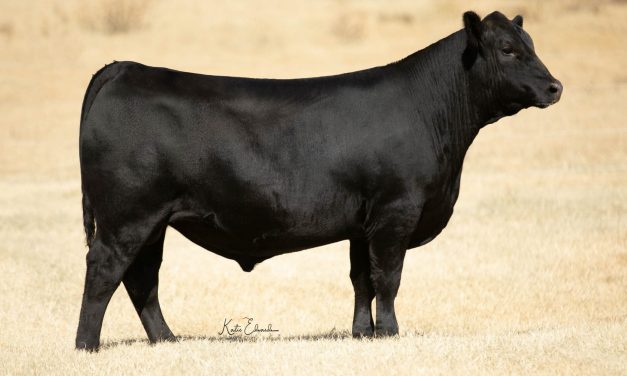 Angus Semen For Sale:  SB10-2007