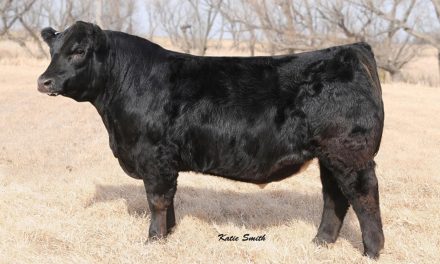 Simmental Semen For Sale:  SB10-2175