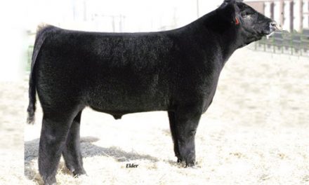 Club Calf Semen For Sale:  SB10-2194