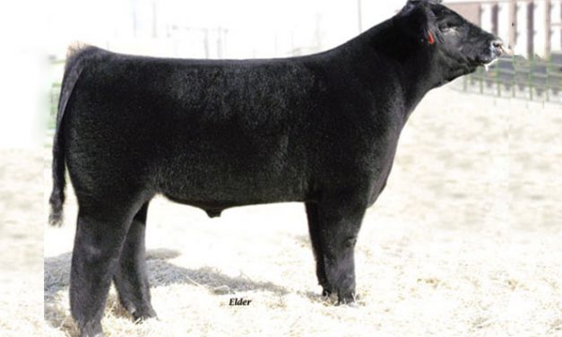 Club Calf Semen For Sale:  SB10-2194