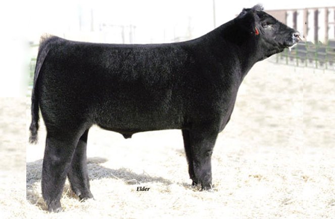 Club Calf Semen For Sale:  SB10-2931