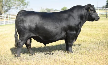 Angus Semen For Sale:  SB10-2304
