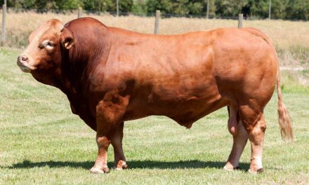 Limousin Semen For Sale:  SB10-2205