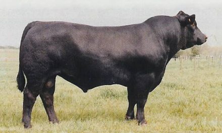 Simmental Semen For Sale:  SB10-2206