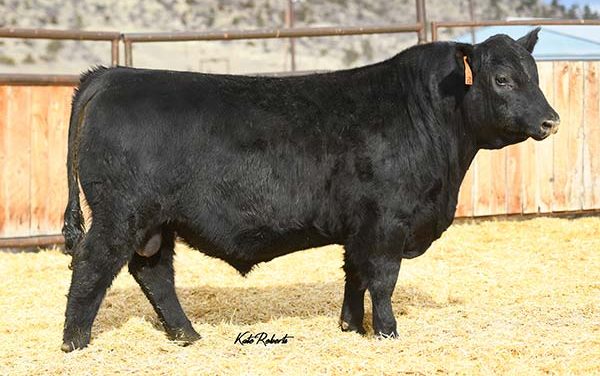 Angus Semen For Sale:  SB10-2388