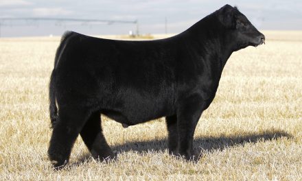 Maine Anjou Embryos For Sale:  SB1-2229