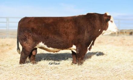 Hereford Semen For Sale:  SB10-2221