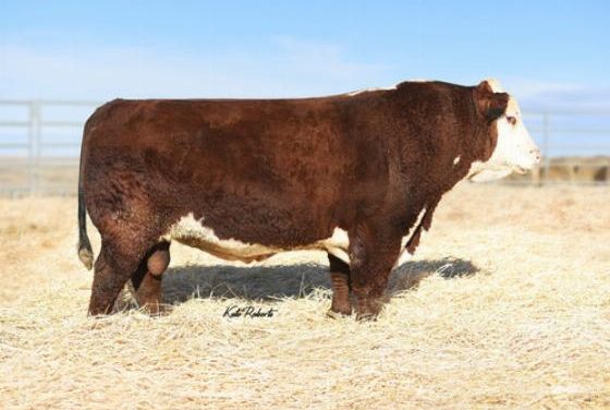 Hereford Semen For Sale:  SB10-2221