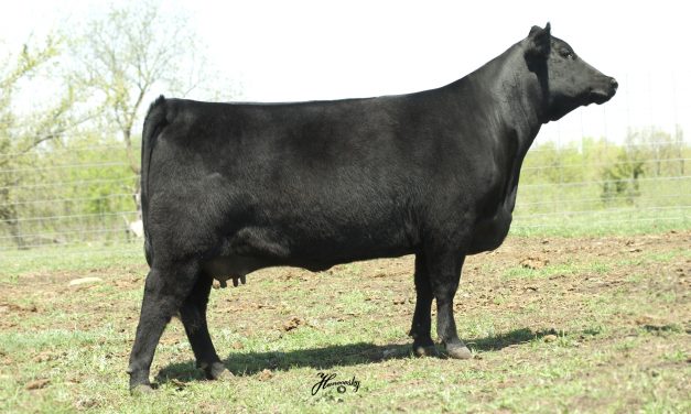 Angus Embryos For Sale:  SB10-2210