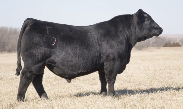 Angus Semen For Sale:  SB10-2213